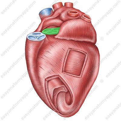 Aortic valve (valva aortae)